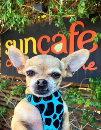 SunCafe