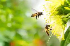 The importance of bees and how we can help save them