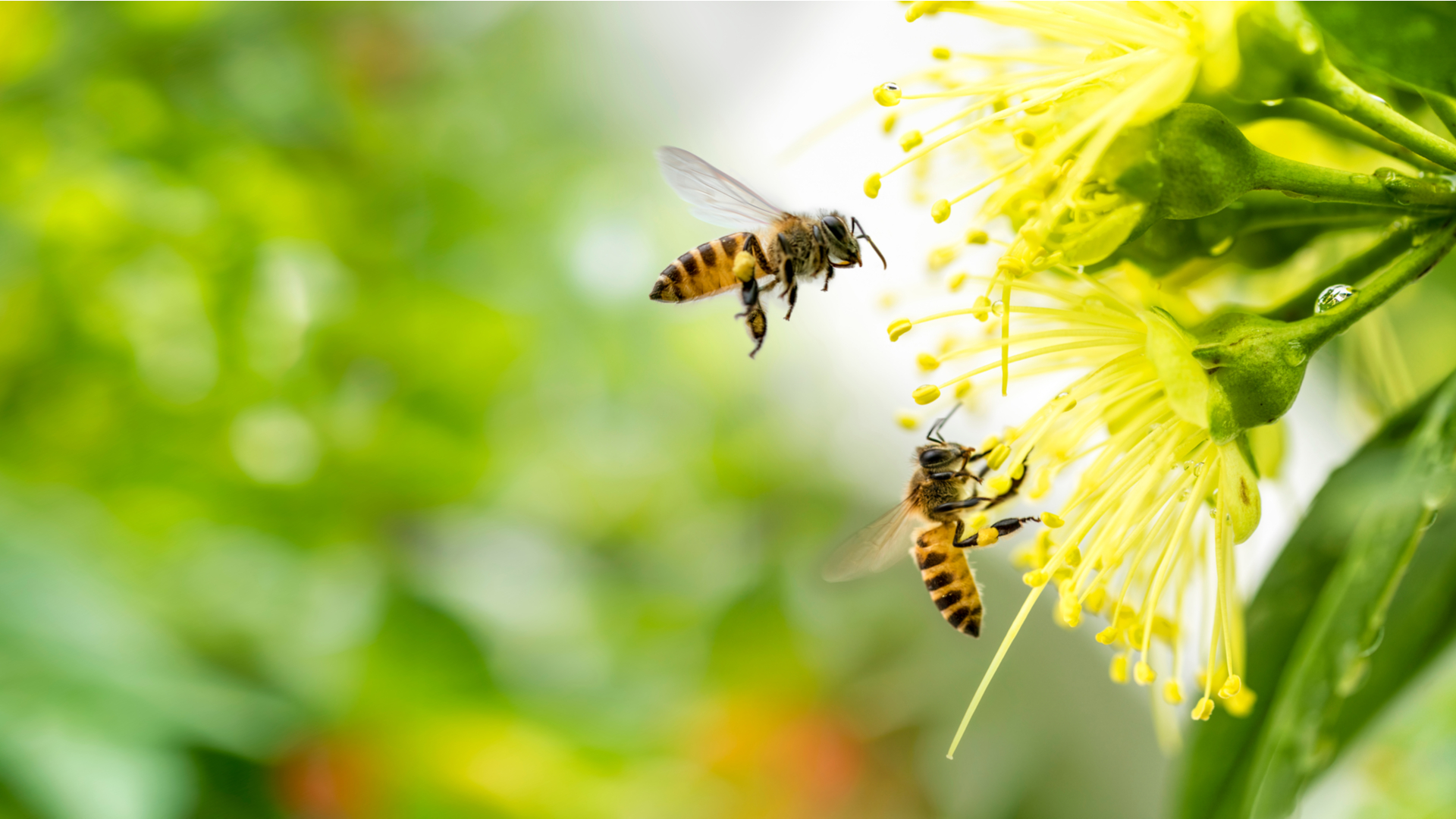 bees gathering pollen