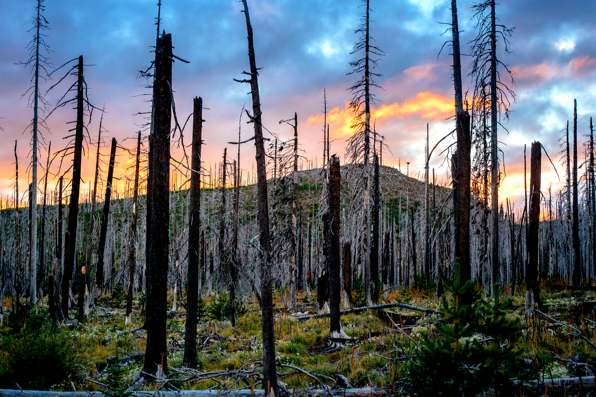 dead trees after forest fire oregon