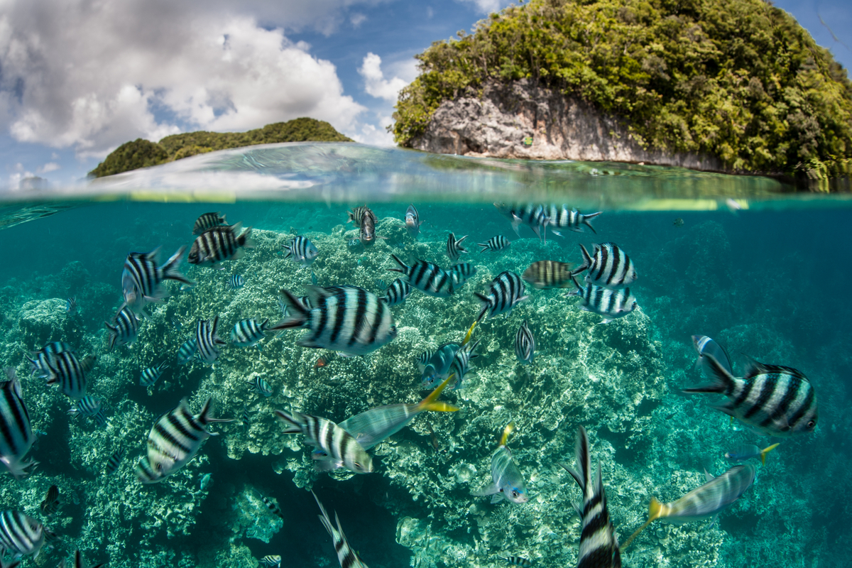 Damselfish swim in shallow water in Palau's inner lagoon