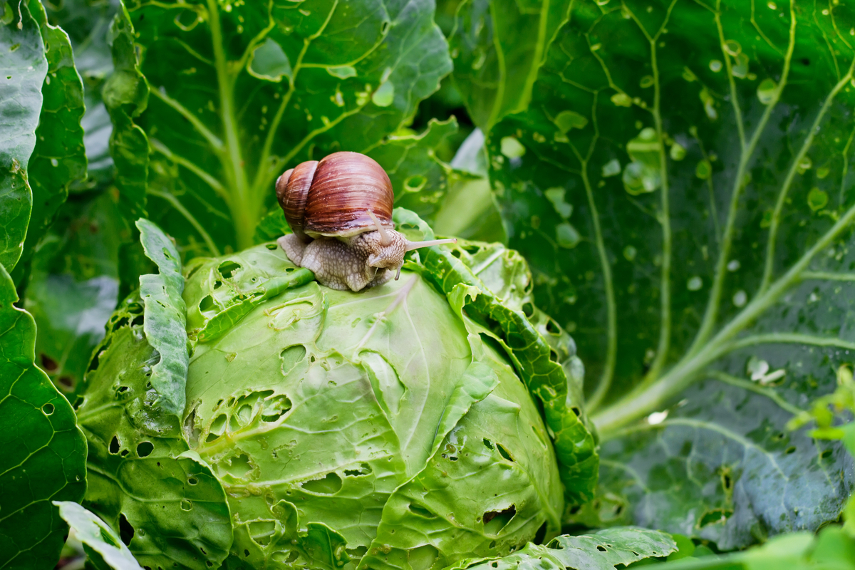 slug on lettuce