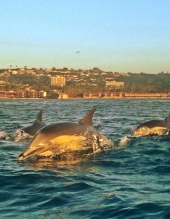 La Jolla Kayak