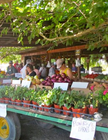 Bay Area Green Tours