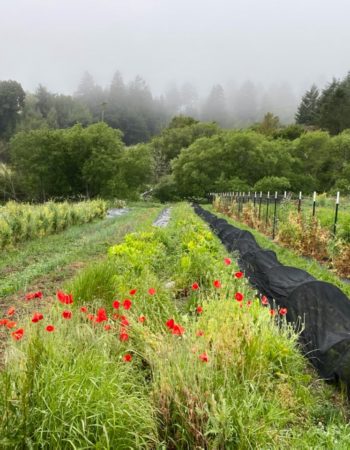 Bay Area Green Tours