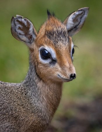 San Diego Zoo