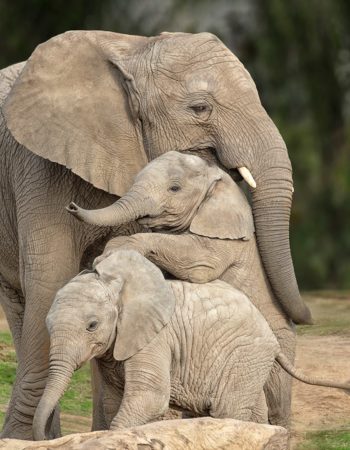 San Diego Zoo