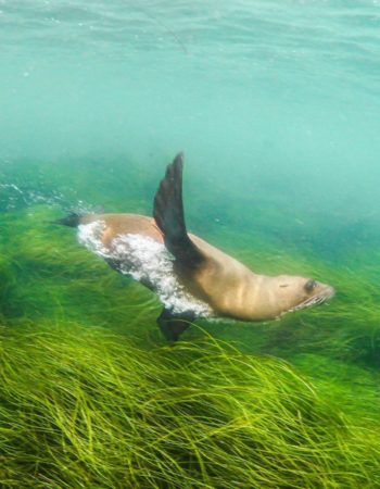 La Jolla Kayak