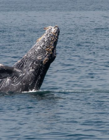 La Jolla Kayak