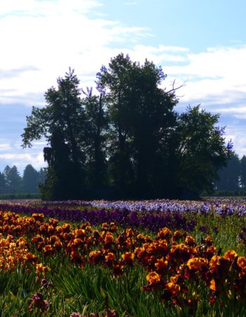 Schreiner’s Iris Gardens