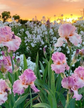 Schreiner’s Iris Gardens