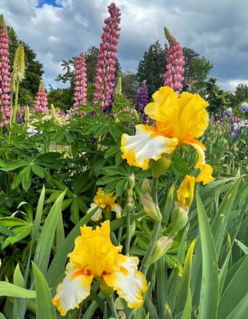 Schreiner’s Iris Gardens