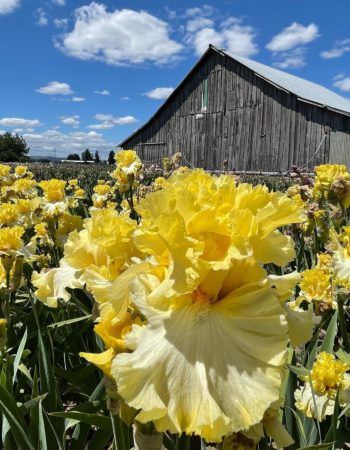 Schreiner’s Iris Gardens