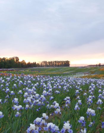 Schreiner’s Iris Gardens