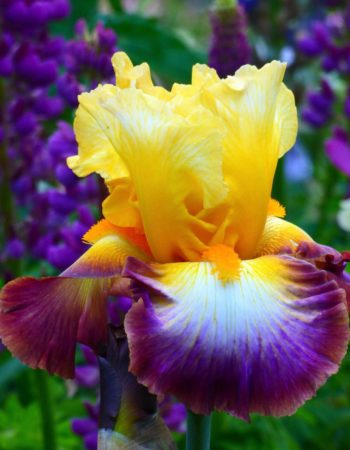 Schreiner’s Iris Gardens