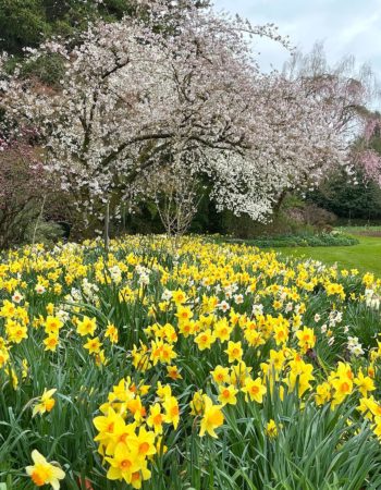 Schreiner’s Iris Gardens