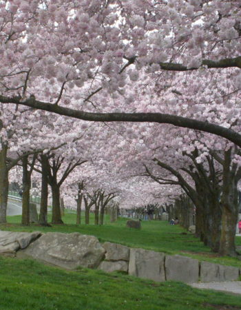 Governor Tom McCall Waterfront Park