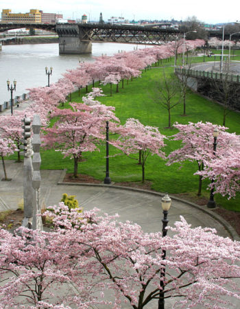 Governor Tom McCall Waterfront Park